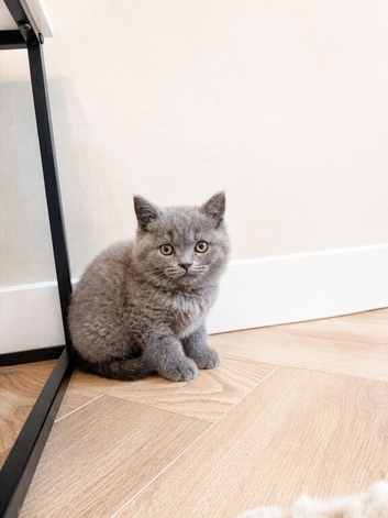 Health tested BSH kitten last boy