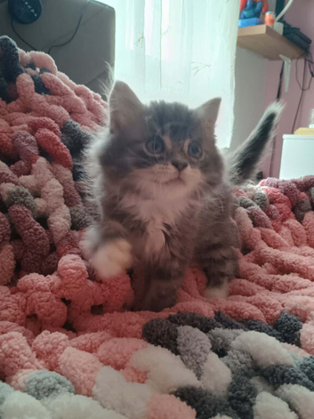 British longhair kitten