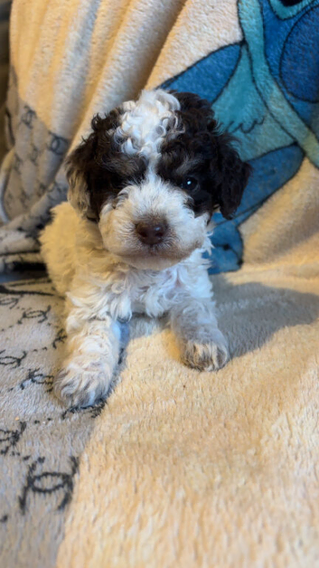 Cockapoo puppies