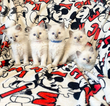 Ragdoll kittens ready next week