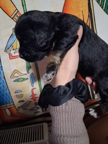 6 stunning working cocker spaniels