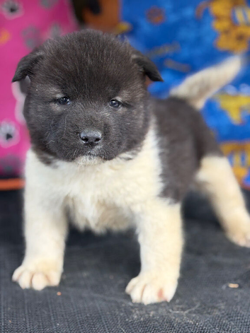 Quality KC registered American Akita Puppies