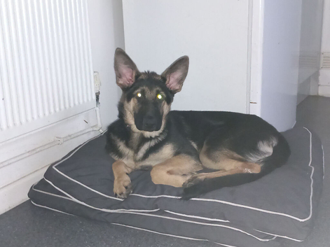 4 year old german shepherd