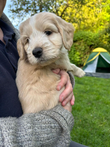 Chinese crested/ cocker spaniel puppies for sale