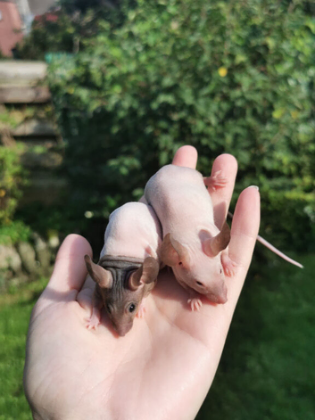2 hairless mice