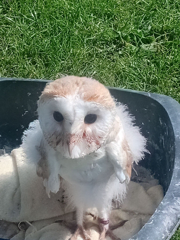 Barn owl forsale