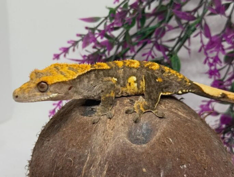 Harlequin male crested gecko *now dropped tail
