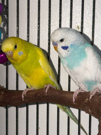 2 Budgies