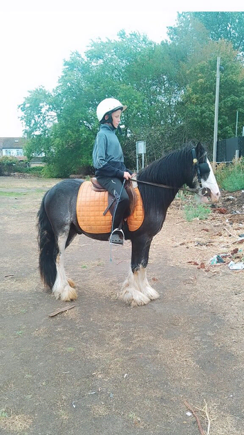 5 Day Training + Livery In Rainham, Essex