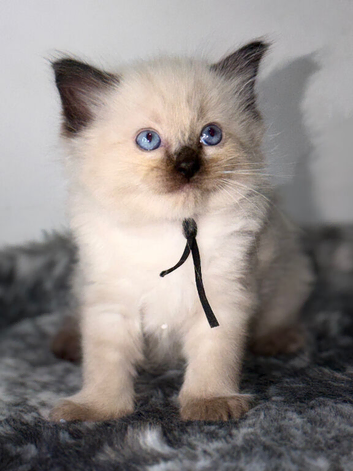Ragdoll kittens