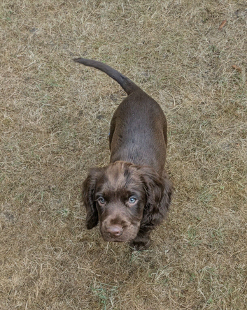 F1B Sprocker Spaniel pups looking for new homes