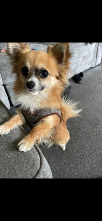 Dexter loving family pet proven stud