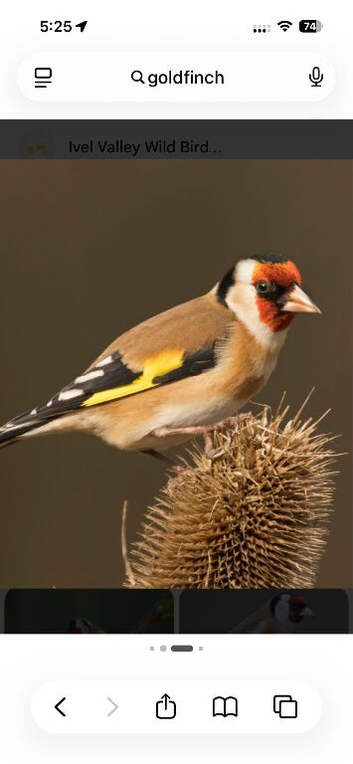 Goldfinch cock