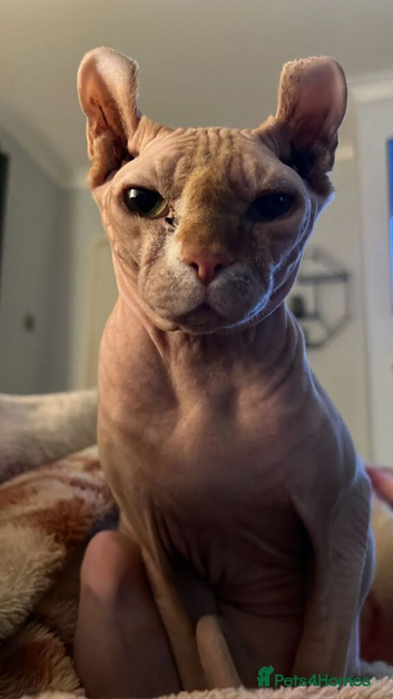 My baby Albie needs a new home asap | Please read!