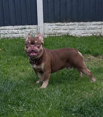 New Shade French Bulldog male carrying fluffy