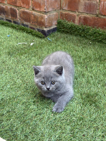ONLY ONE British Blue purebred shorthair girls left