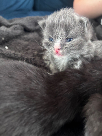 British long hair cross tabby