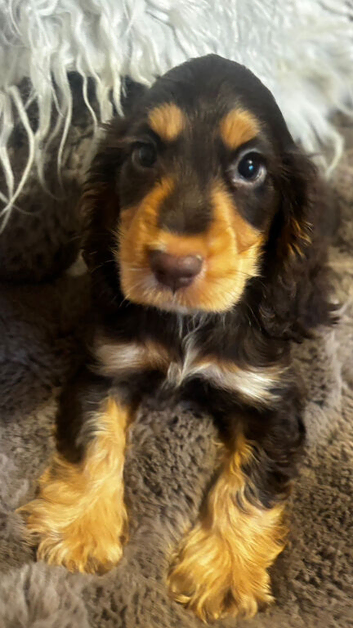 Show cocker spaniels ready for new homes