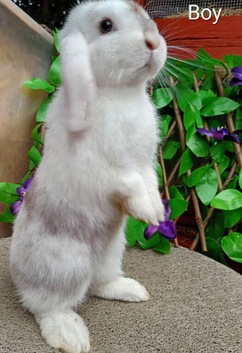Mini lop