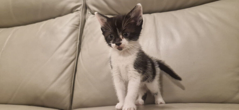 Girl pure tux stunning markings