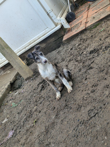 Saluki Collie Bull Gray Whippet