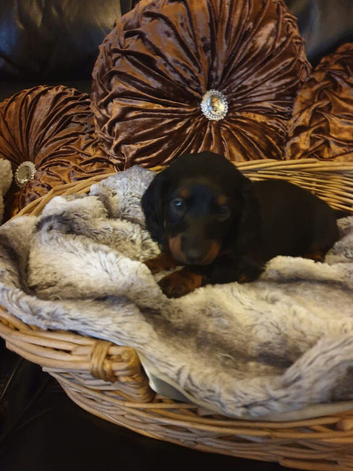 Miniature dachshund