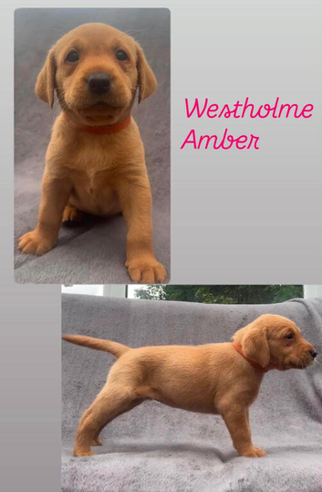 Kc registered working Labradors