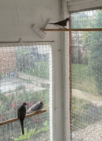 Diamond Doves