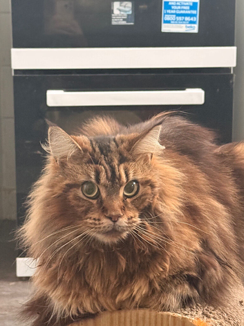 Half Maincoon kittens