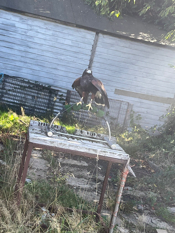 Female hawk