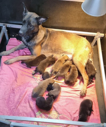 Belgian Malinois Puppies KNVP working lines