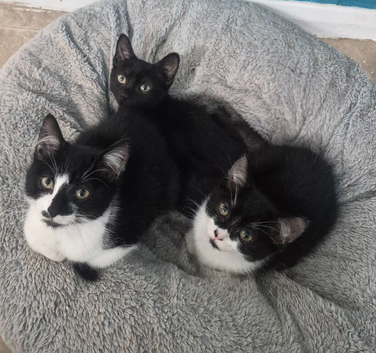 Kittens for sale