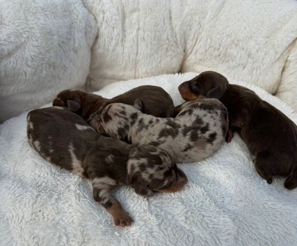 Kennel Club Mini Dachshunds