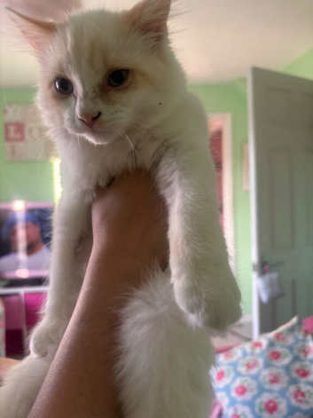 6 month old ragdoll