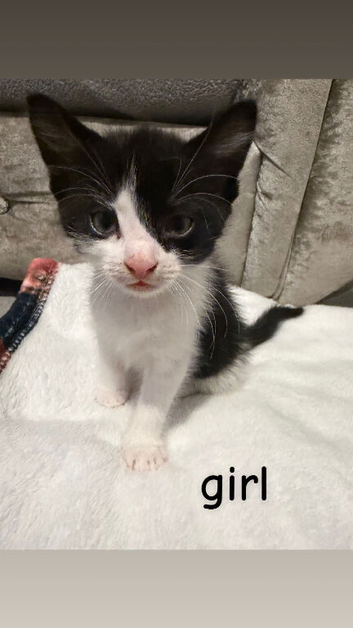 Last beautiful kitten 1 girl