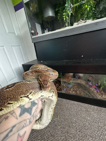 Royal python