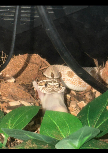 Male approx 1.5years