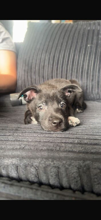 Border collie x staffie x german sheppard