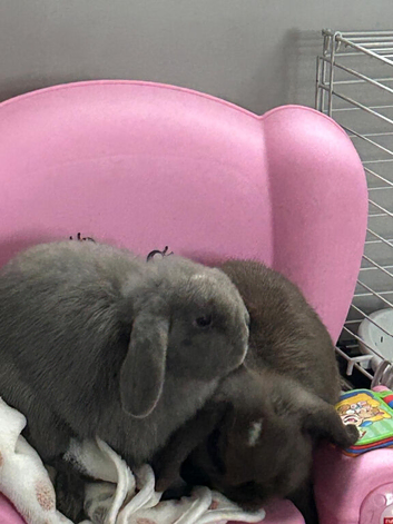 2 Female mini lops