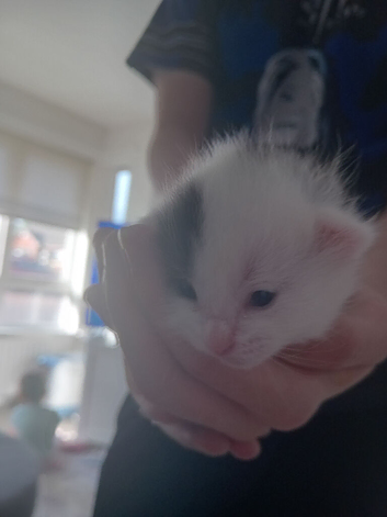5 gorgeous kittens