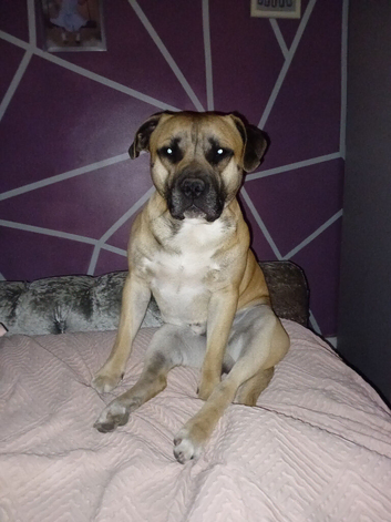 Beautiful 16month old staff for stud