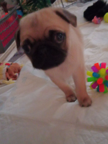Puppy pug