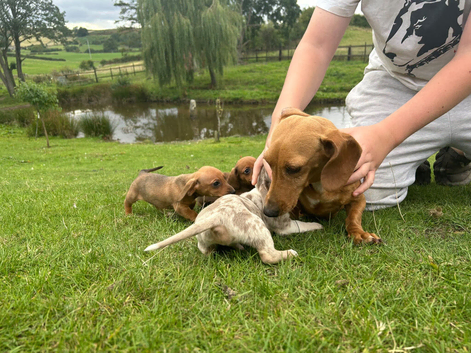 Dachshund dash puppies red dapple