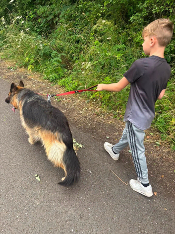 3 Year old female gsd