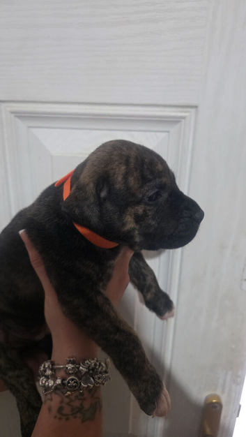 Beautiful presa canario x American p bully puppys