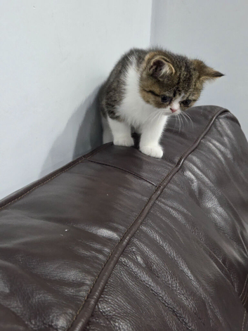 Persion Kitten