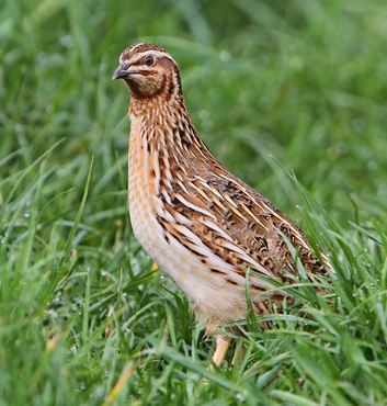Quail (Males left)