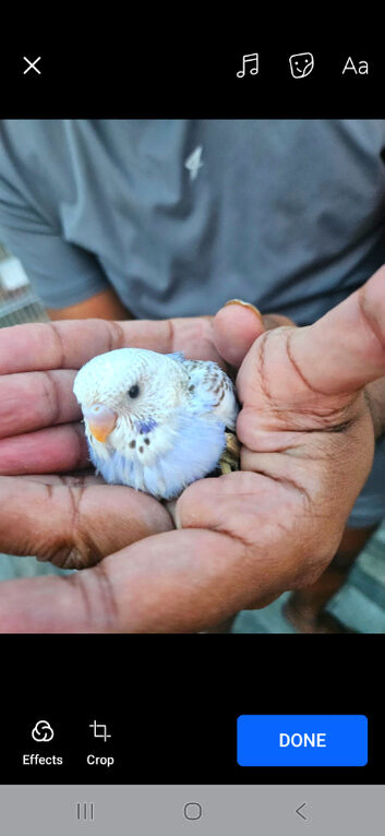 *Rare voilet indigo and purple Baby budgies ready soon
