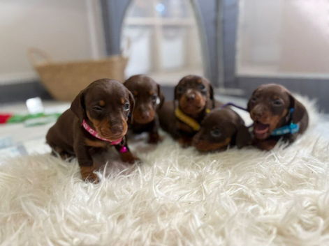Beautiful Miniature Dachshund Pups