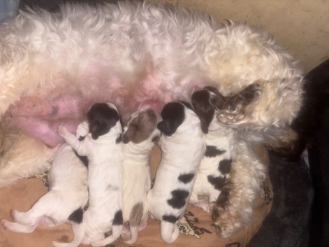 3 x cockapoo puppies available
